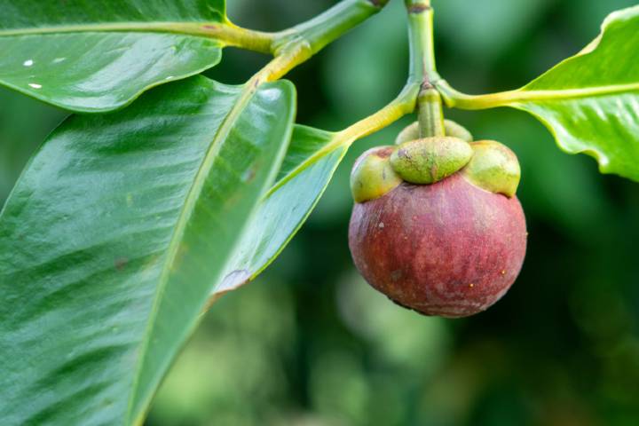 Mangosten