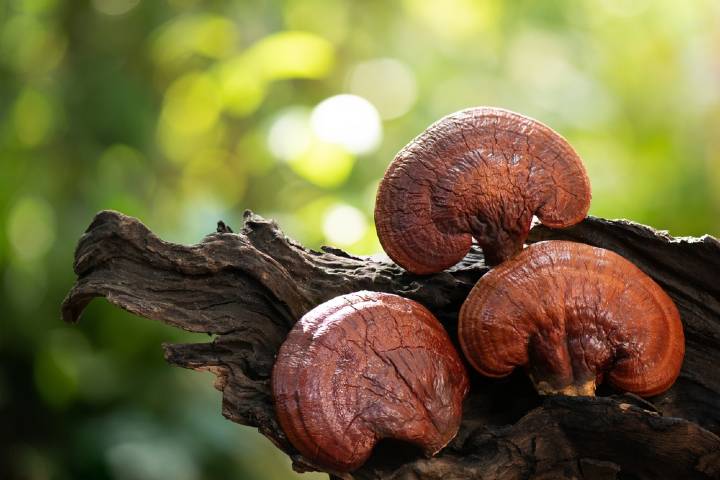 Reishi Mantarı