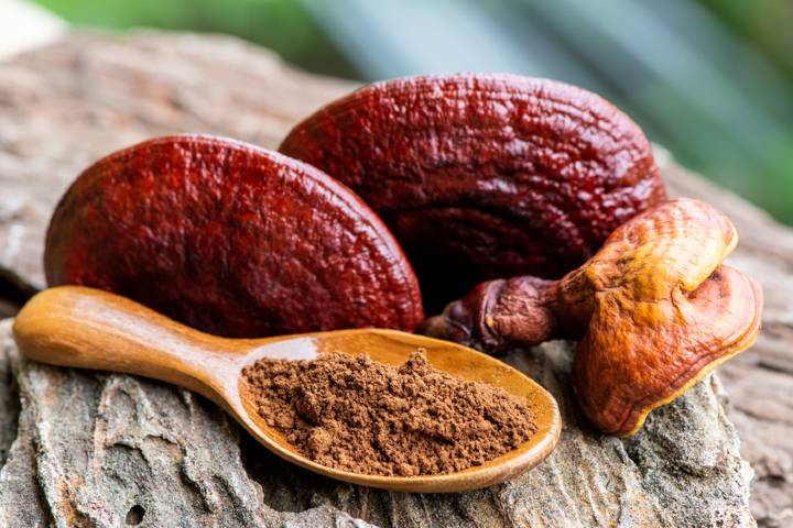 Reishi Mantarı