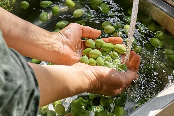 Yeşil Zeytin Nasıl Saklanır?