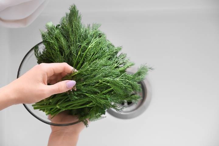 Dereotu Nasıl Saklanır?