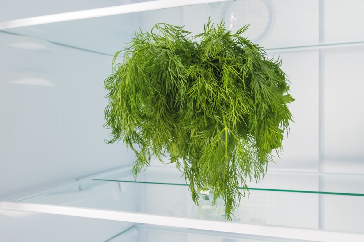 Dereotu Nasıl Saklanır?