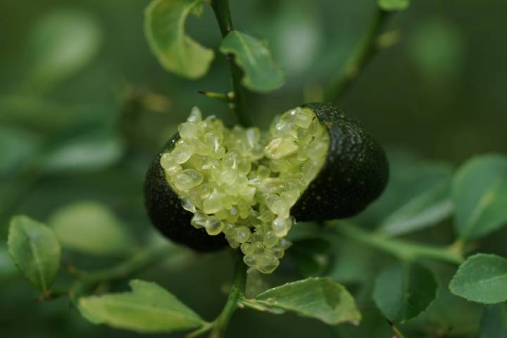 Finger Lime