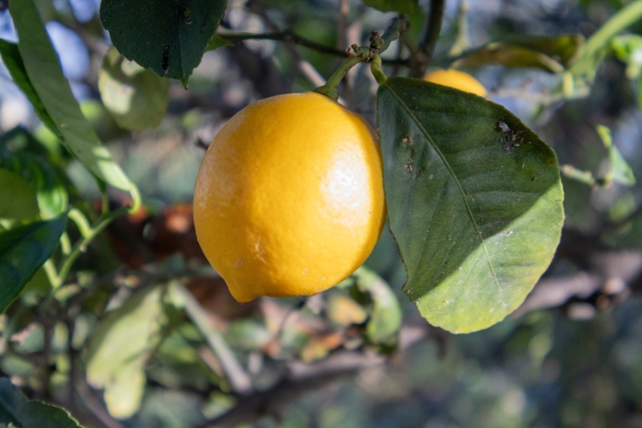 Limon Hangi Mevsimde Yetişir?