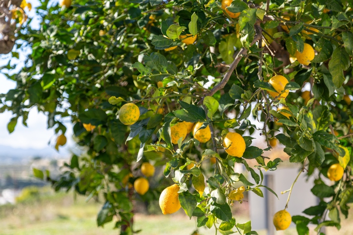 Limon Hangi Mevsimde Yetişir?