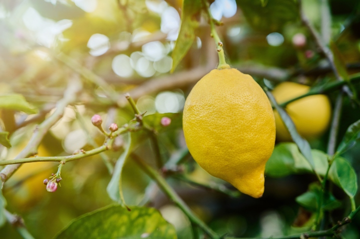 Limon Hangi Mevsimde Yetişir?