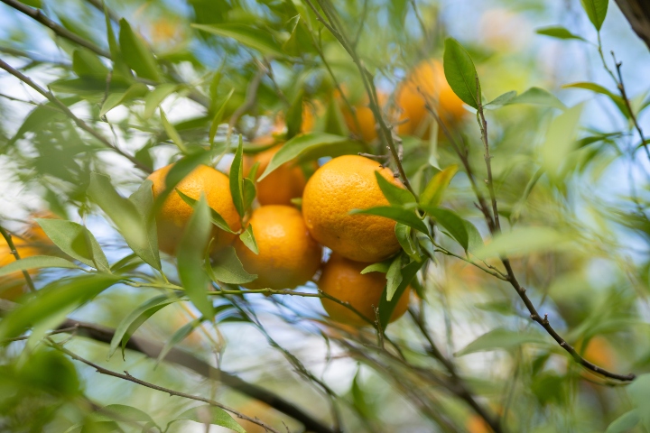 Mandalina Hangi Mevsimde Yetişir?