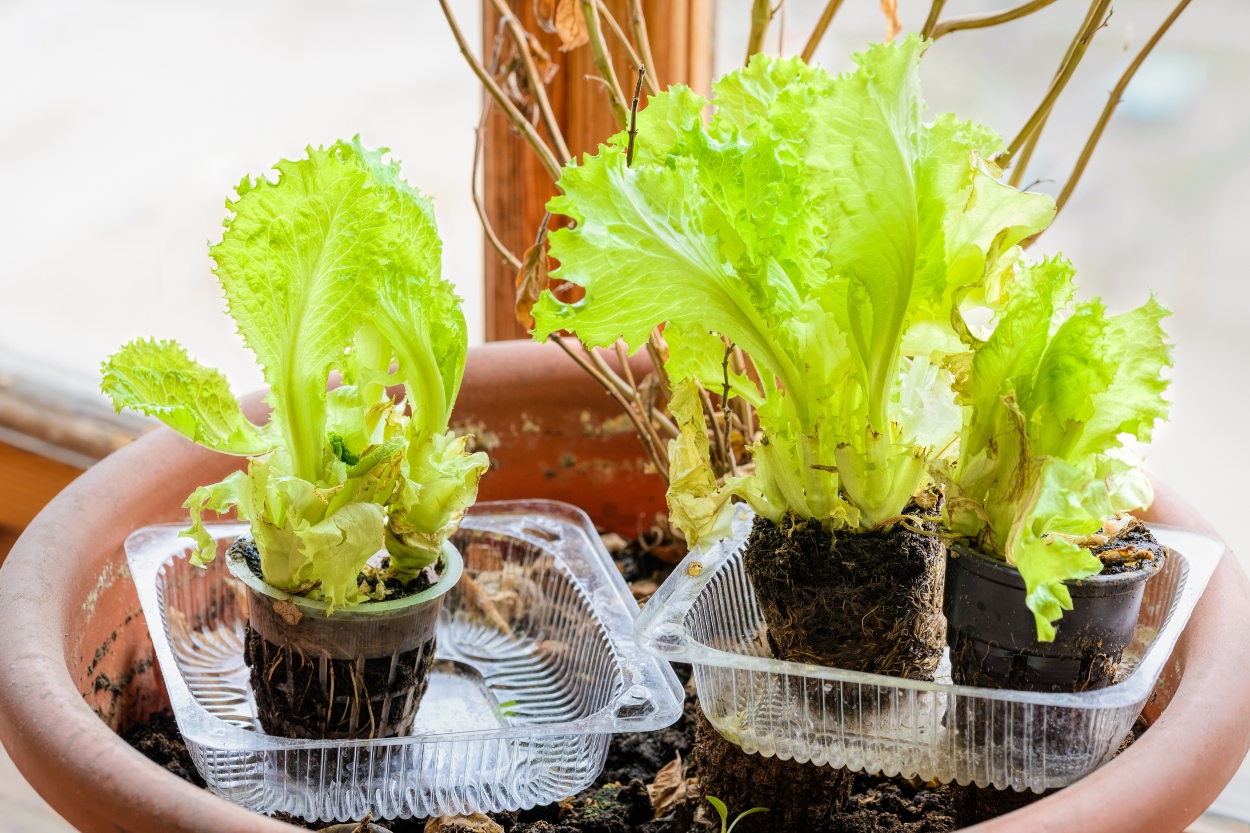 Marul Hangi Mevsimde Yetişir?