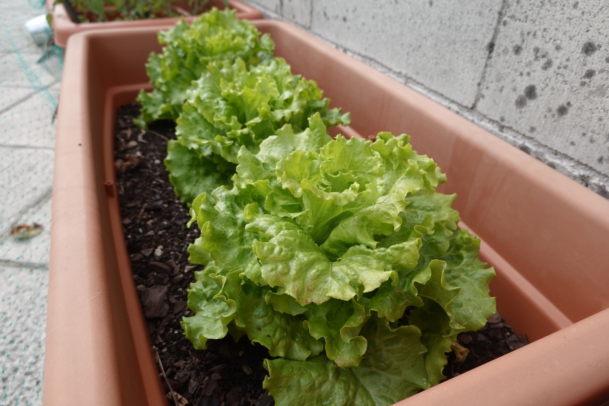 Marul Hangi Mevsimde Yetişir?