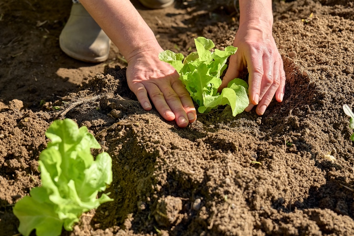 Marul Hangi Mevsimde Yetişir?