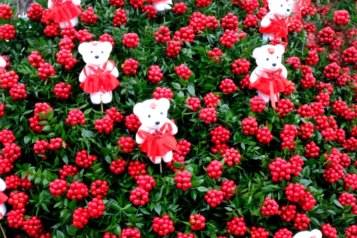 Kokina çiçeği hakkında sıkça sorulan sorular