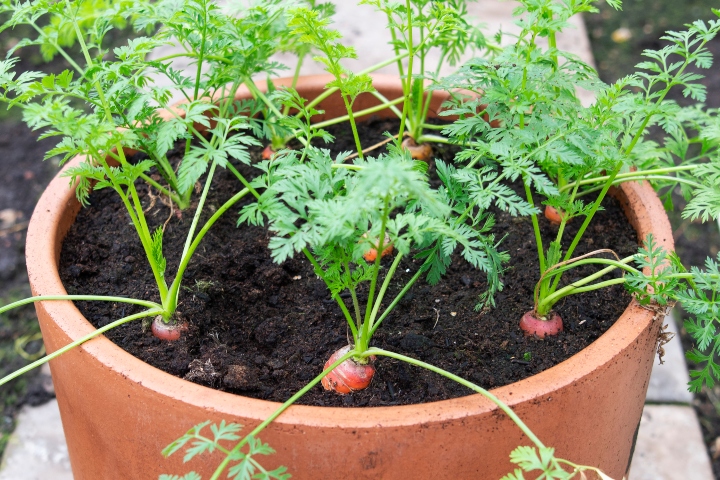 Havuç Ne Zaman Ekilir?