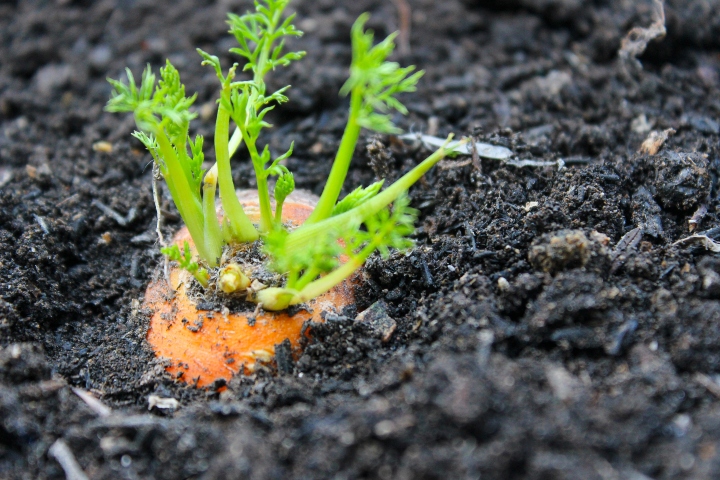 Havuç Ne Zaman Ekilir?