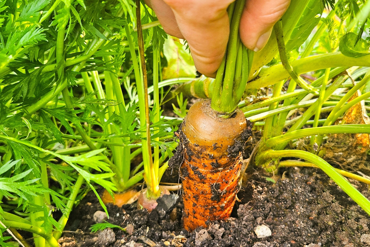 Havuç Ne Zaman Ekilir?