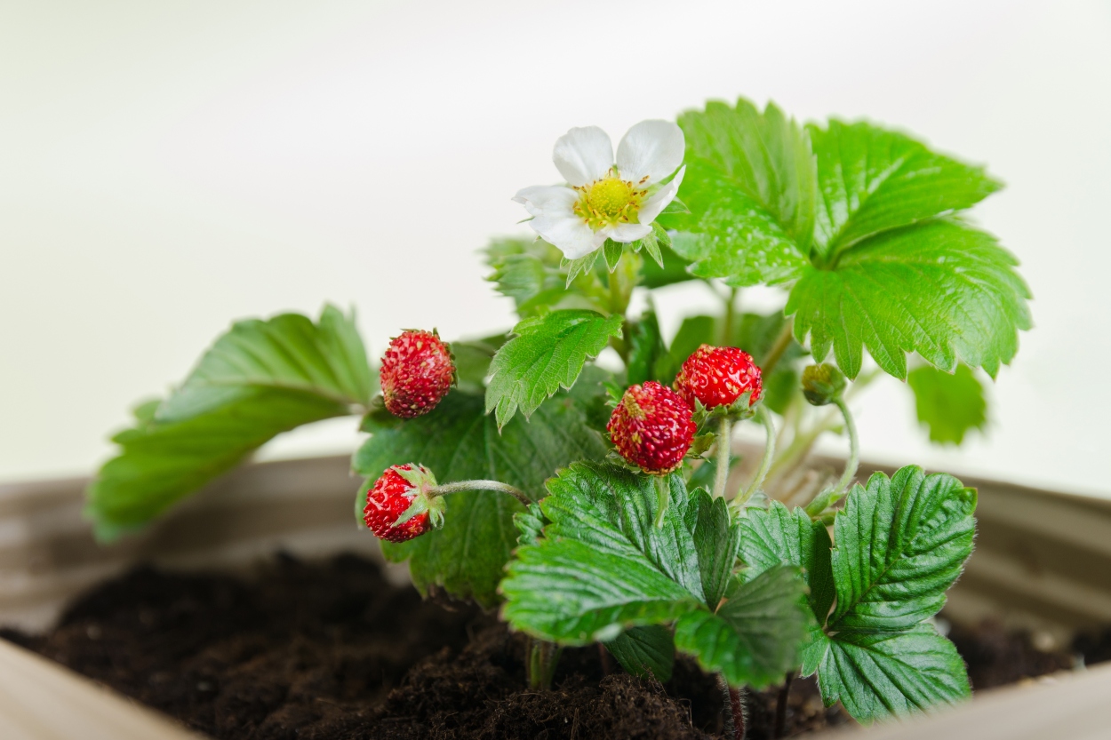 Çilek Ne Zaman Ekilir?