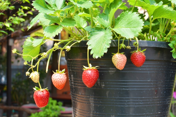 Çilek Ne Zaman Ekilir?