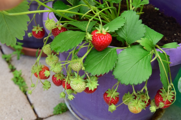 Çilek Ne Zaman Ekilir?