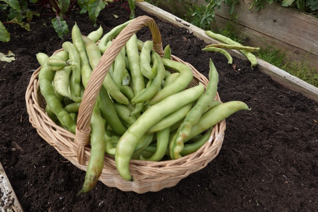 Bakla Nasıl Yetiştirilir?