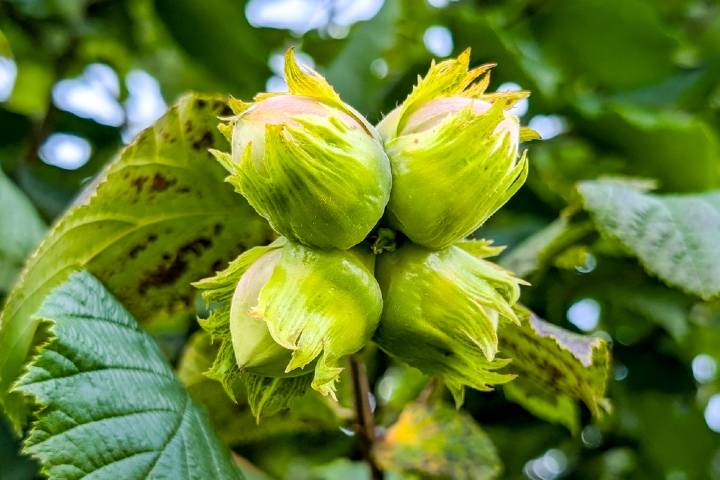 Fındık Yetiştirme