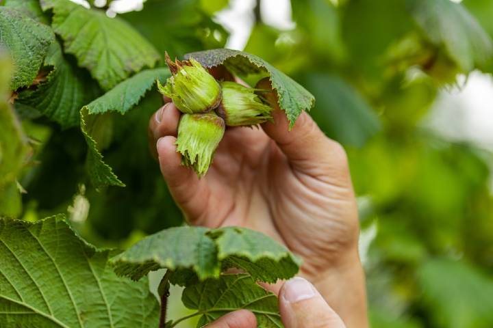 Fındık Yetiştirme