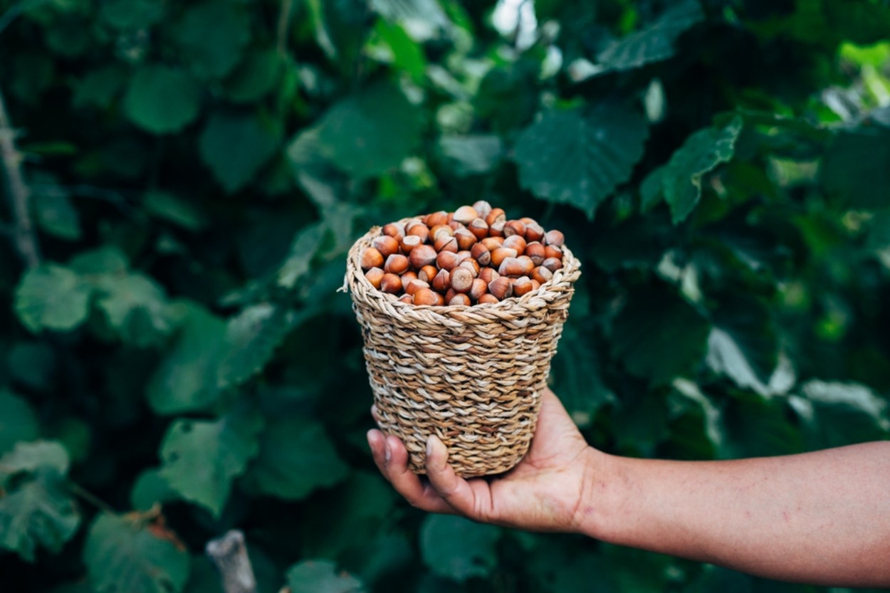 Fındık Yetiştirme