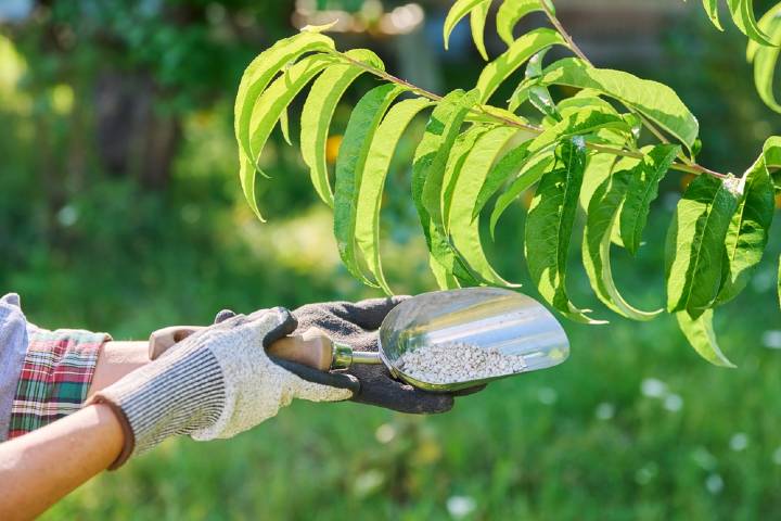Şeftali Nerede Yetişir