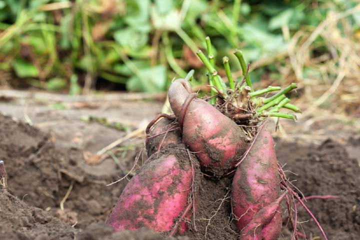 Tatlı patates nerede yetişir?