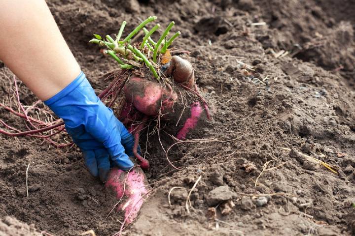 Tatlı patates nerede yetişir?