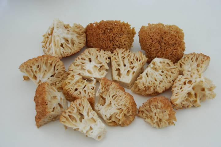 Kıvırcık Mantar