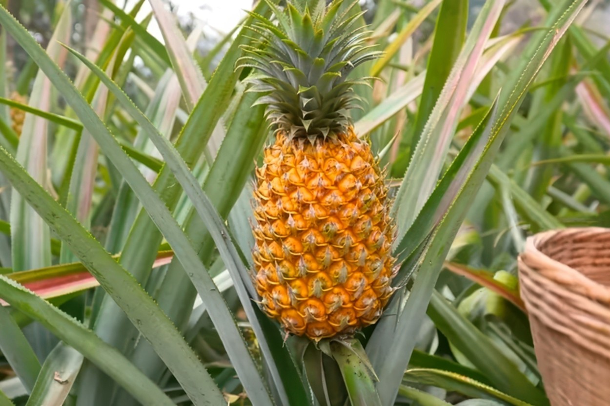 Ananas