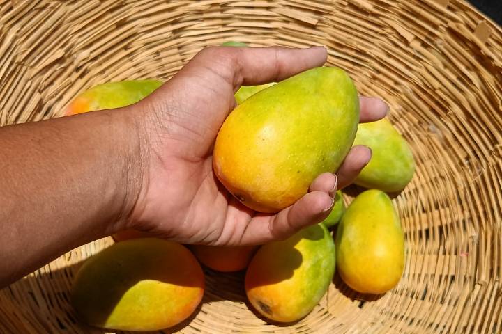 Mango
